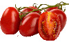 Tomater af typen roma